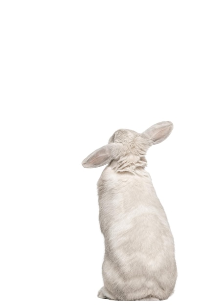 A fluffy lopeared rabbit stands with its back to the camera looking at the background Isolate on a white background