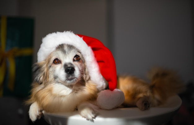 Fluffy lovely dog is wearing a christmas santa hat in home
interior background pet celebrating winter holidays