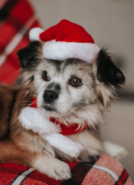 Fluffy lovely dog is wearing a christmas santa hat in home\
interior background pet celebrating winter holidays