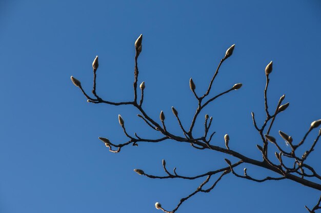 가지에 푹신한 목련 꽃봉오리 목련과(Magnoliaceae)에 속하는 꽃 피는 식물의 속