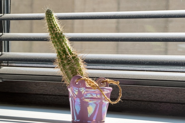 Foto soffici mini cactus in vaso rosa in piedi alla luce del sole dalla finestra dietro le persiane