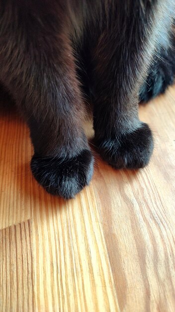 Fluffy paws of a black cat that sits on a wooden table