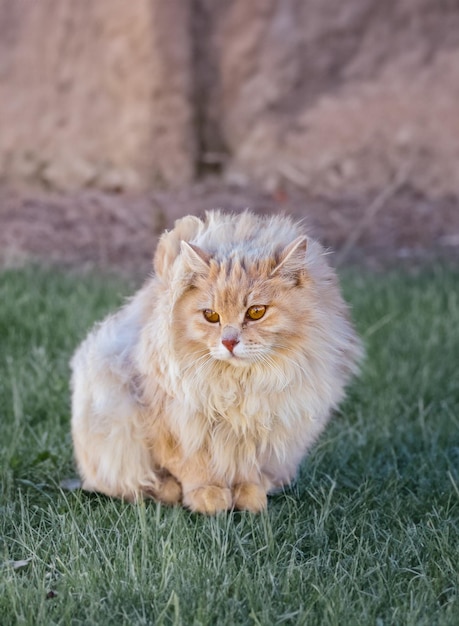 the fluffy peach cat sits on a stub