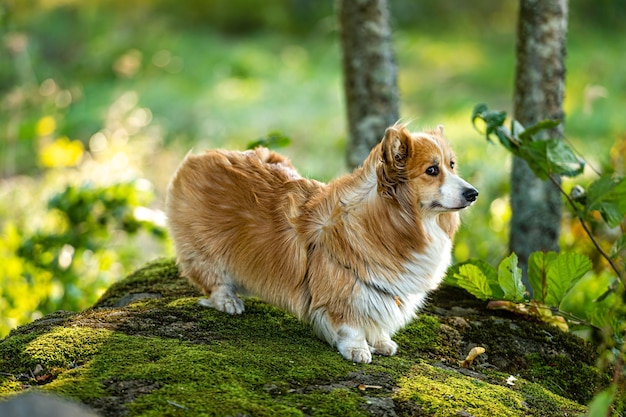 Fluffy pembroke welsh corgi on a large mossy rock in the forest