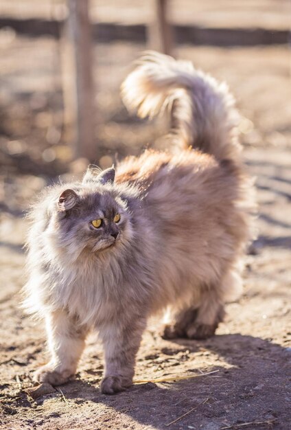Пушистый персидский кот