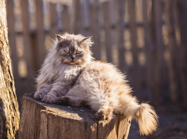 Fluffy persian cat