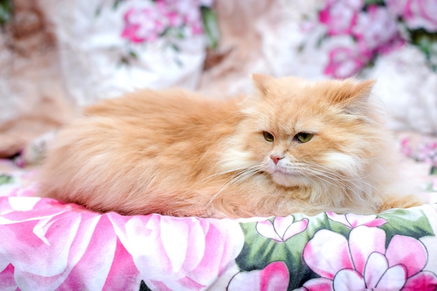 푹신한 페르시아 빨간 고양이