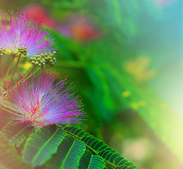 Fluffy pink flowers and green leaves of japanese acacia, concept of spring, idea of summer, abstract image of nature, macro photography with blurred background and free space for text