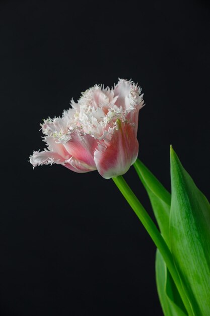 Fluffy pink tulip on black background macro photography Blooming tulip flower with bicolor petals