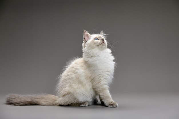 灰色の背景のふわふわした白い猫が上を向いて横を向いている