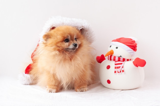 Fluffy Pomeranian sits in a Santa Claus hat, next to a snowman