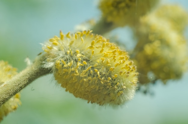 Fluffy pussy-willow bud close-up on a blue background, macro photo