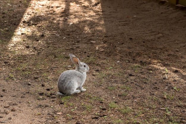 Пушистый кролик (заяц) в своей среде обитания