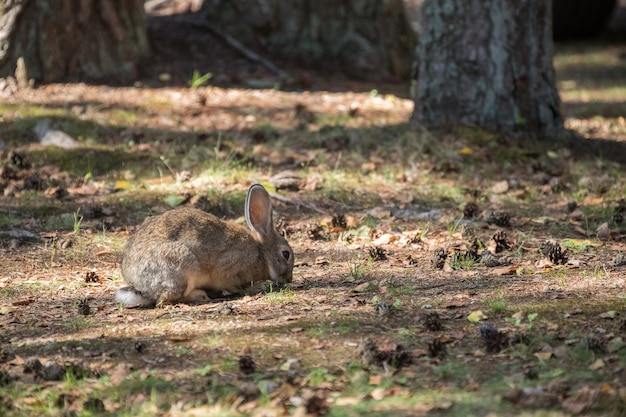 Fluffy rabbit (hare) in its habitat