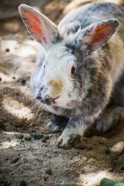 Fluffy Rabbit, klein zoogdier in een dierentuinpark