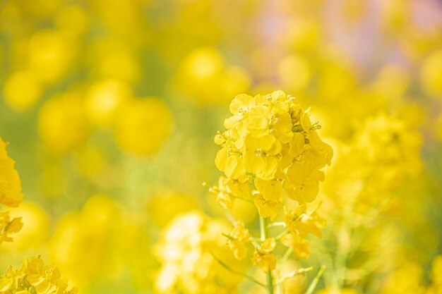 Fluffy rape blossoms