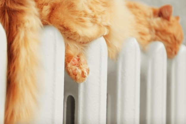 Пушистый рыжий кот на теплом радиаторе возле серой стены крупным планом