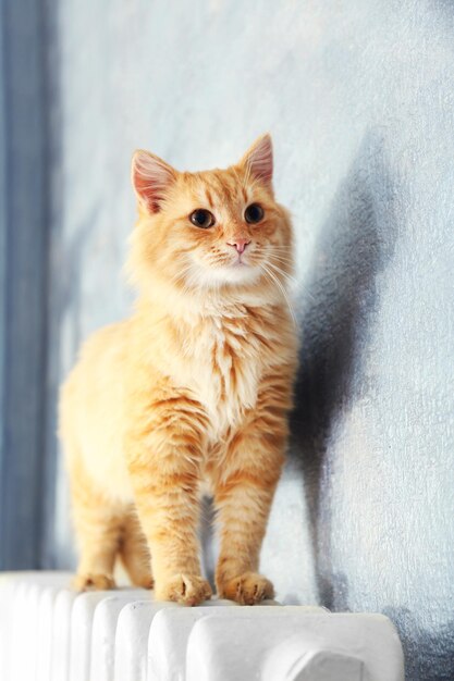 Fluffy red cat on warm radiator near grey wall