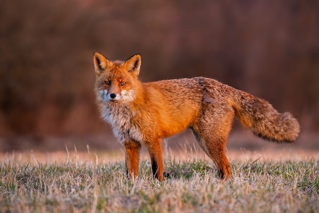 Fluffy red fox standing on field in autumn morning