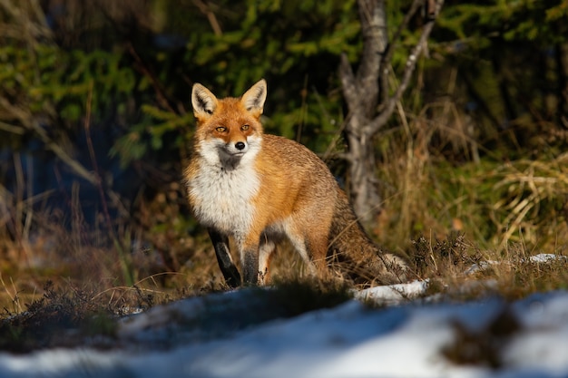 Fluffy red fox standing in forest in winter nature at sunset.