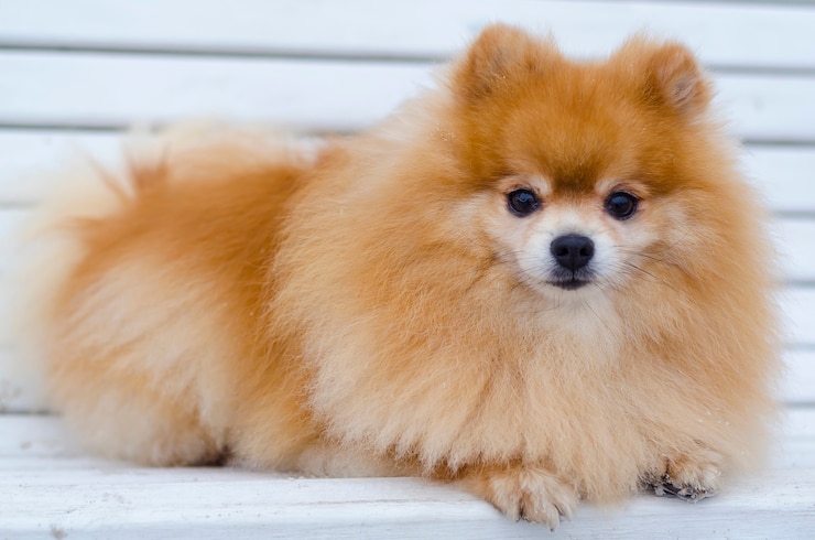 Photo ふわふわの赤毛の生ingerポメラニアンスピッツが嘘をつくコマンドを実行します。犬の訓練、服従。ペットスタイリング、グルーミングサロン。獣医学