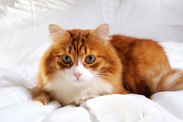 Fluffy red-headed cat