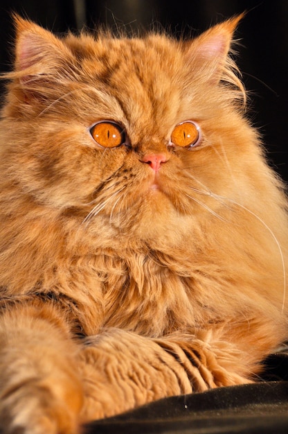 Fluffy Red persian cat sleeping on the sofa