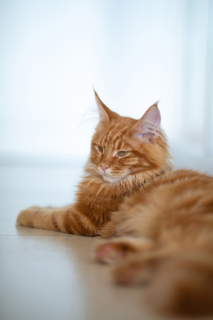 Fluffy red tabby Maine Coon kitten lying on the floor