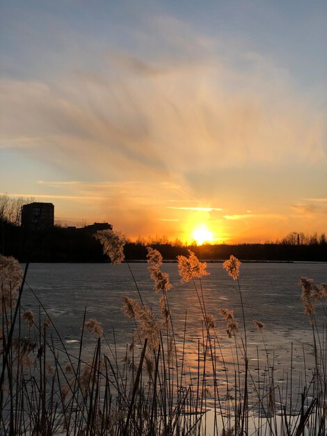 Foto soffici sagome di erba di canna alla luce del sole contro il paesaggio naturale del lago del cielo al tramonto