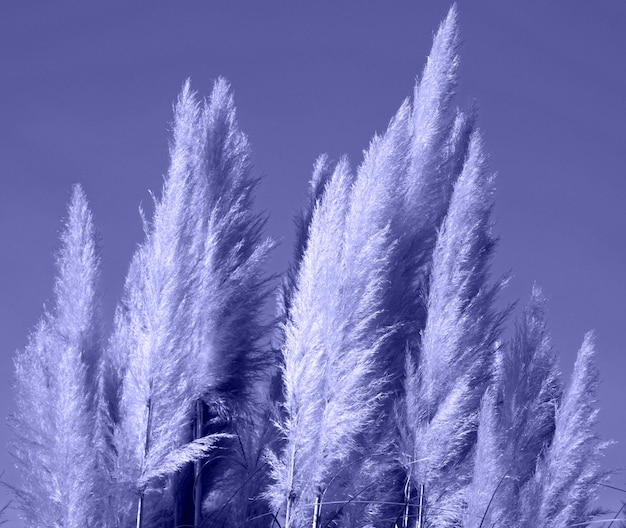 Canne lanuginose natura astratta sfondo per la progettazione di poster. messa a fuoco selettiva sfocata.