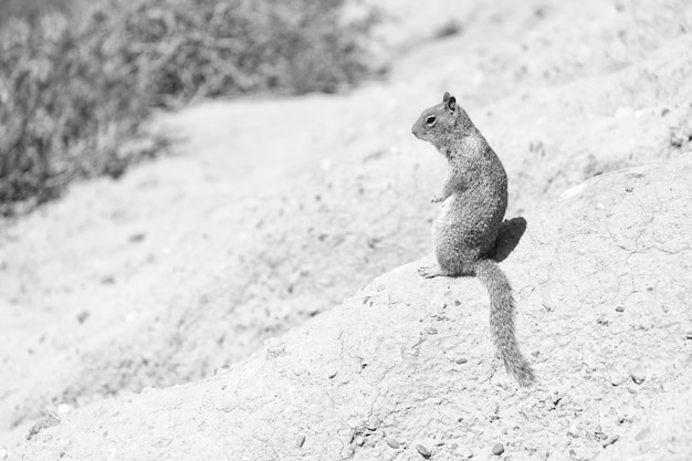 Photo fluffy rodent squirrel sits on ground groundsquirrel in natural habitat ground squirrel