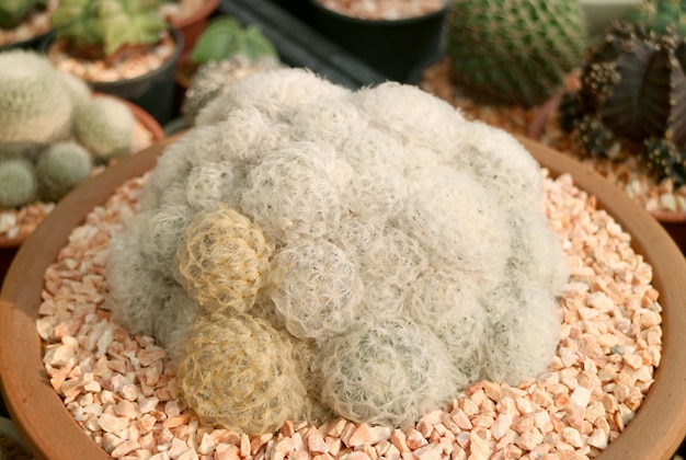 Fluffy Rounded Shape with White Spikes of Feather Cactus in a Terracotta Pot