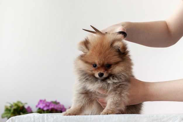 A fluffy sable Pomeranian puppy is clipped with a pair of scissors by a grummer, the puppy is turned in front.