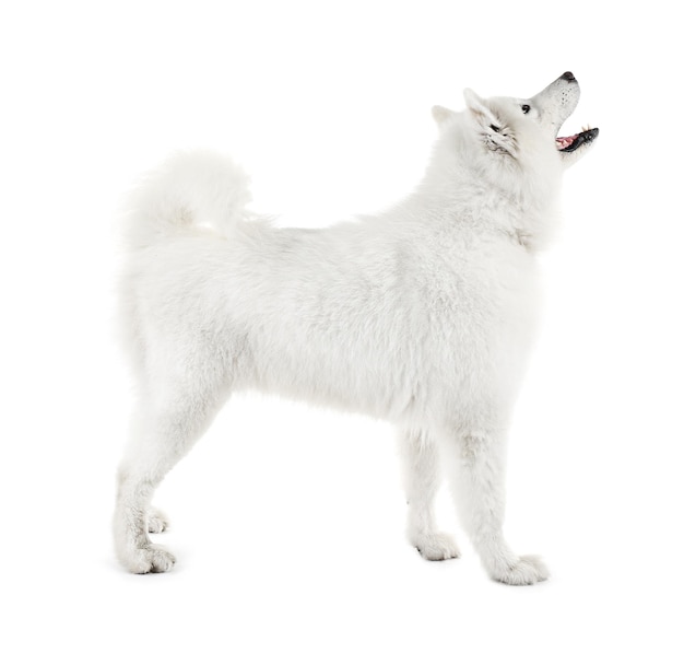 Fluffy samoyed dog isolated on white