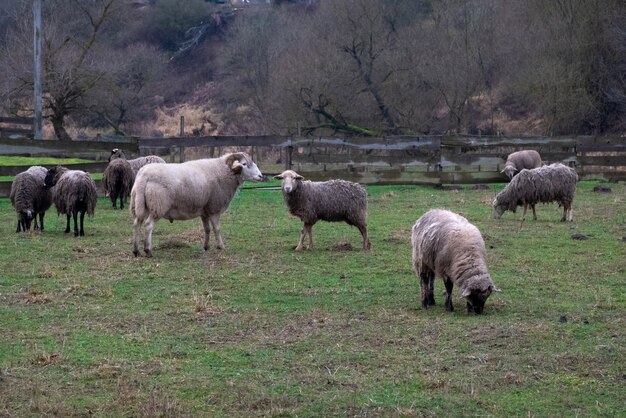 Fluffy sheep grazing and grassing on the farm land.