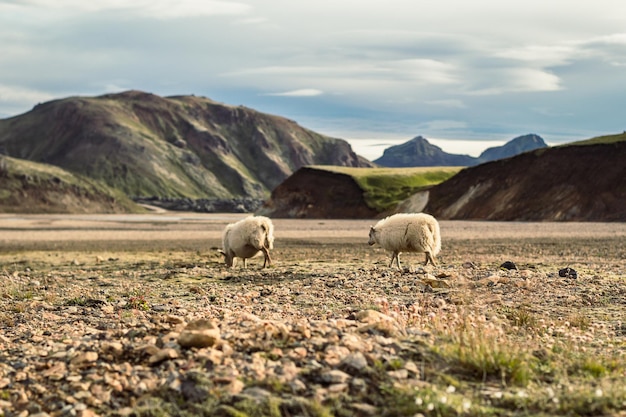 Fluffy sheep on pasture landscape photo