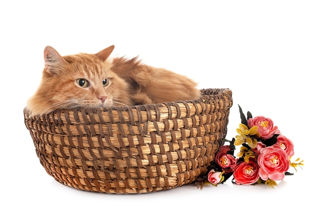 Fluffy Siberian cat on a white background