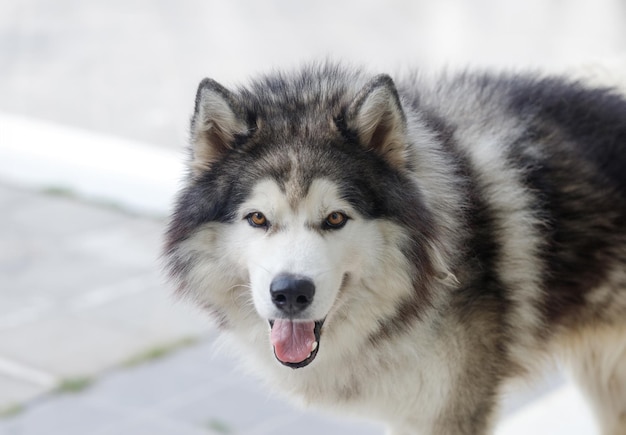 写真 屋外でふわふわのシベリアン ハスキー犬の男性