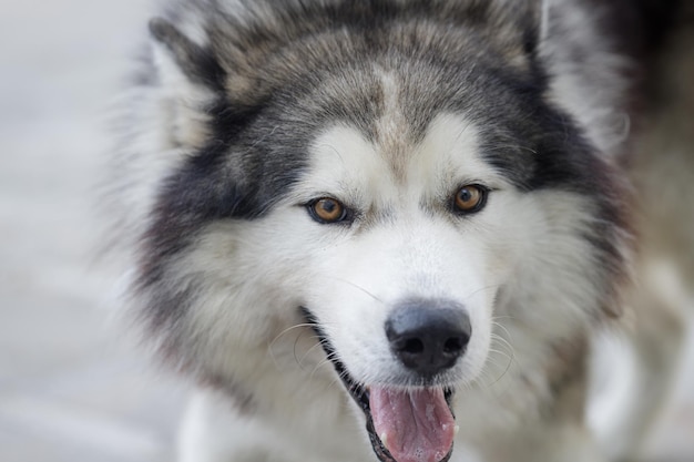 写真 ふわふわサイベリアンハスキー犬 オス アウトドア