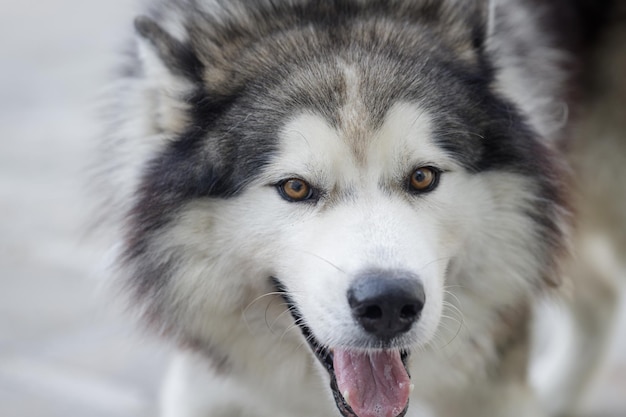 Foto fluffy siberian husky hond mannetje buiten