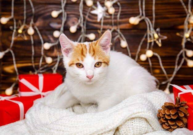 自宅の毛布にクリスマスのお祝いライトボケに座っているふわふわ