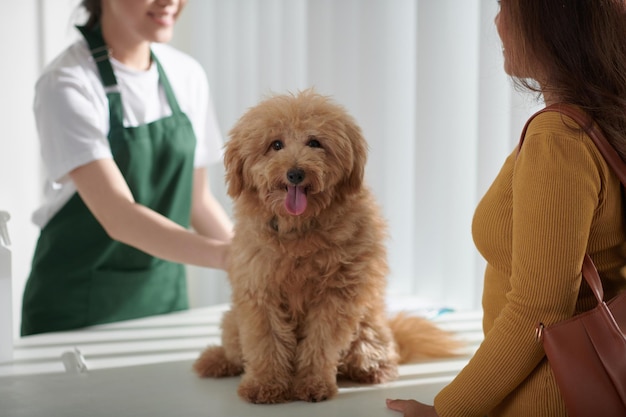 クリニックのふわふわ小型犬