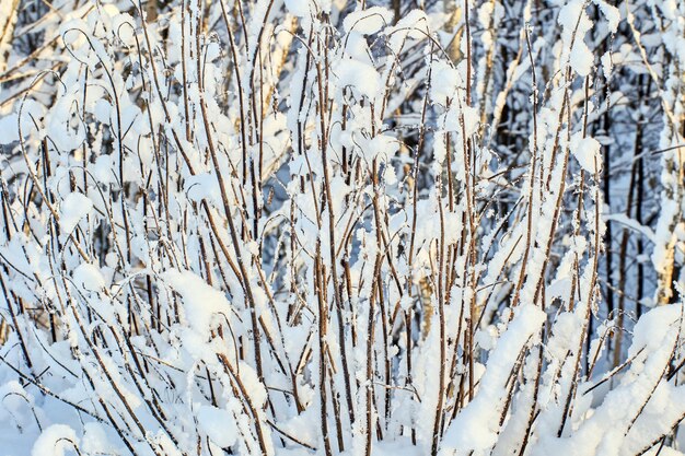 Пушистые покрытые снегом кустарниковые ветви зимние растения текстура для графического фона