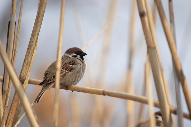 fluffy sparrow in the reeds on a warm spring day