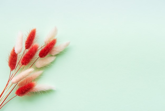 Fluffy spikelet on pastel background