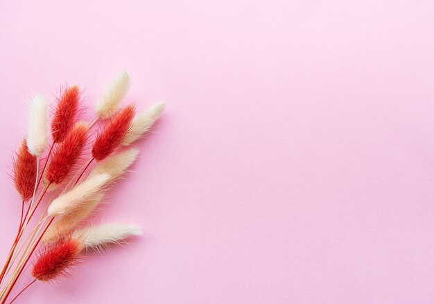 Fluffy spikelet on pastel background