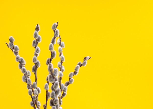 Fluffy spring buds on yellow background with copy space on right side. easter and spring concept. flowering process