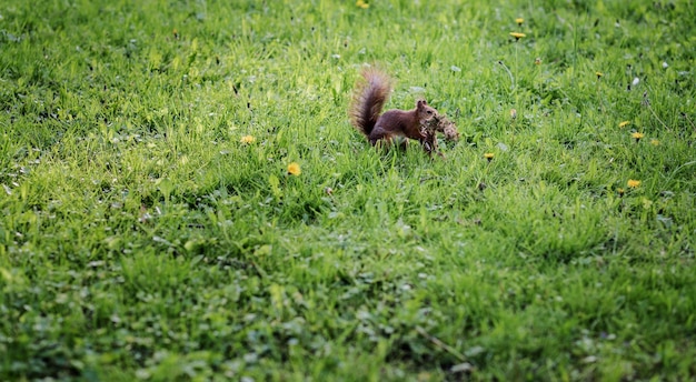 Fluffy squirrel eating in grass