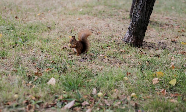 Fluffy squirrel nibbles a nut