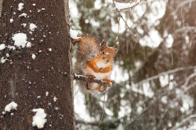 A fluffy squirrel sits on a tree in winter